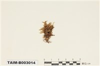 藏品(絹苔屬)的圖片
